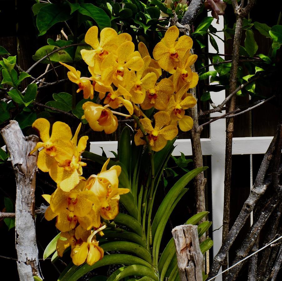 Luxury Villa Sleeps 6, Beach Access, Montego Bay Eksteriør billede