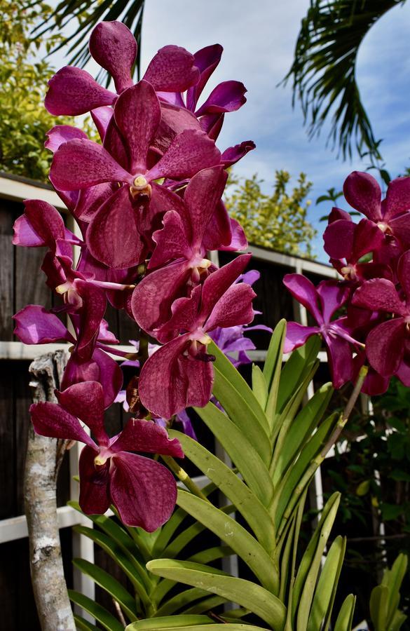 Luxury Villa Sleeps 6, Beach Access, Montego Bay Eksteriør billede